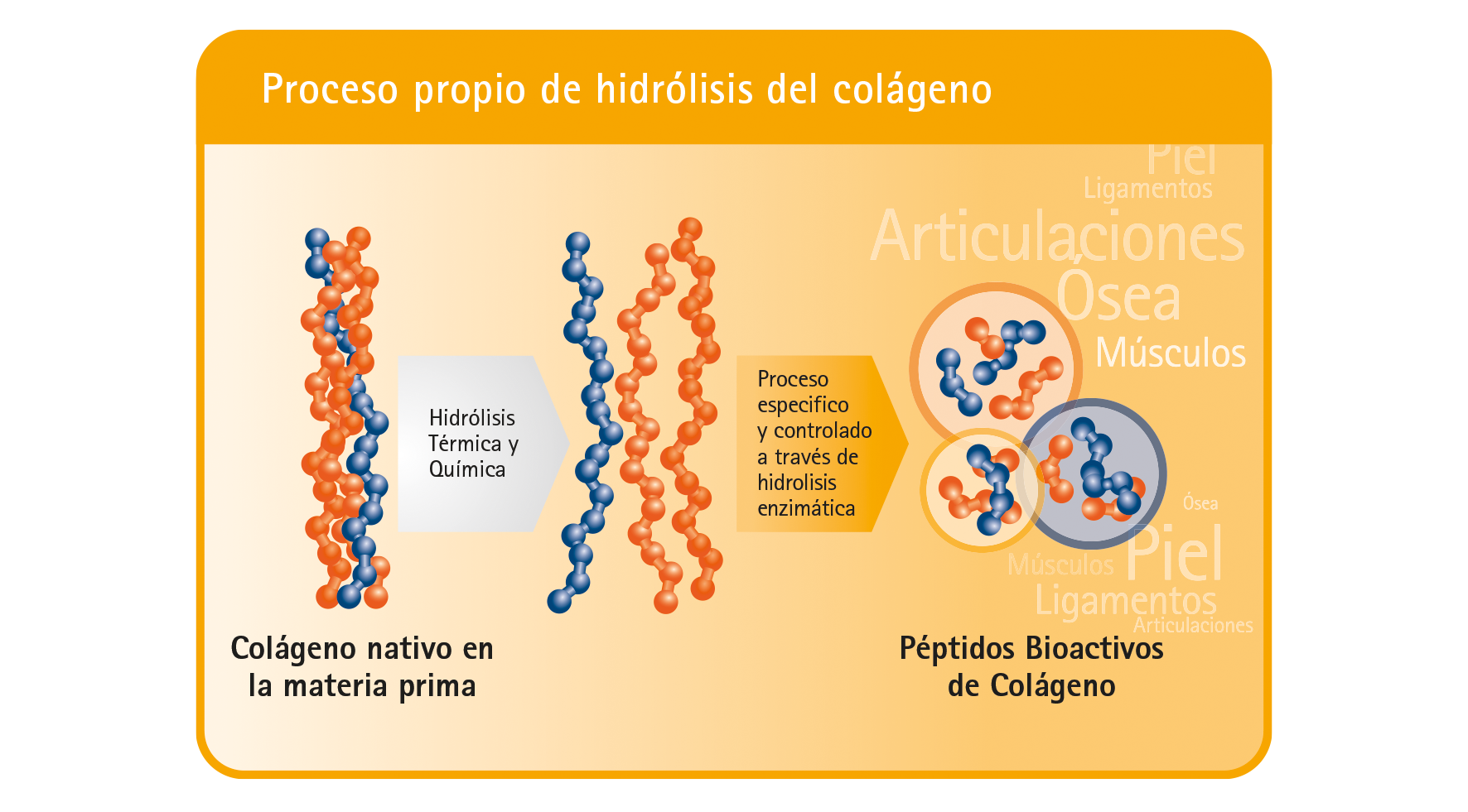 Péptidos bioactivos de Colágeno | GELITA