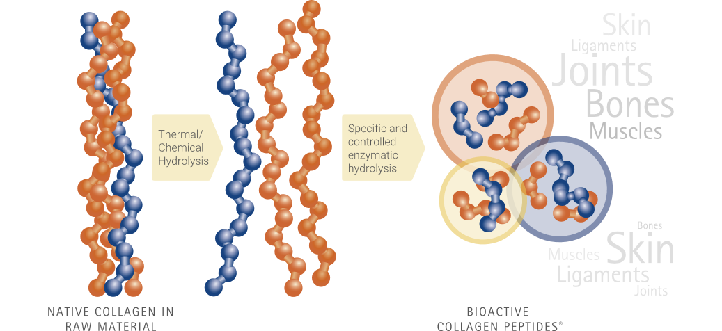 Visual of bioactive collagen peptides