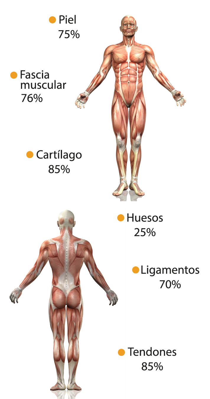 cuerpo