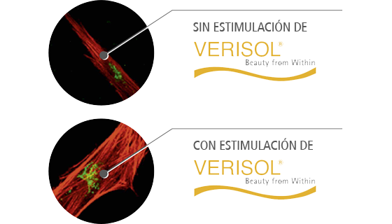 Simulación con y sin verisol