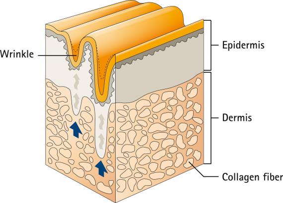 Verisol PDF