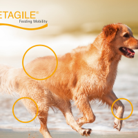 Running dog at the beach