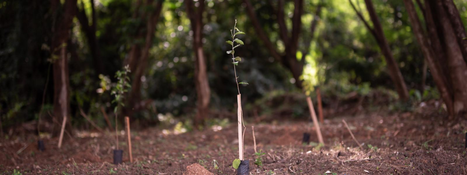 Plantio em Mococa